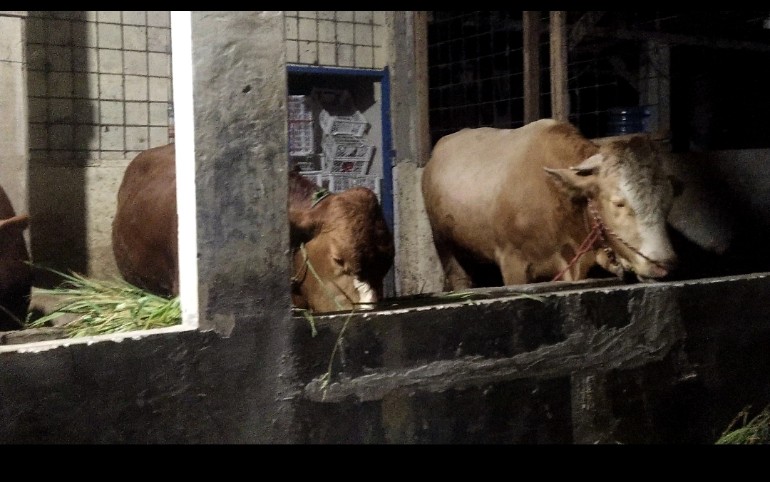 Jelang Iduladha, Harga Sapi Meroket, Permintaan Meningkat Signifikan