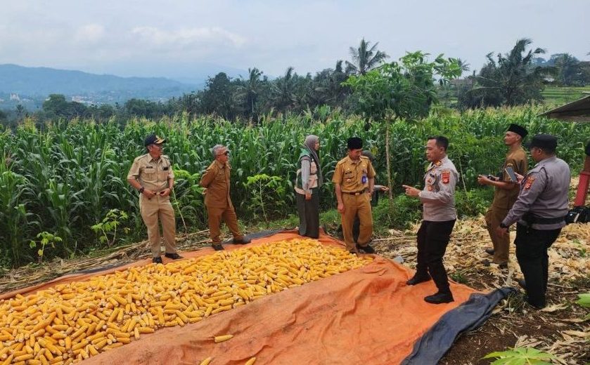 Polsek Panjalu Bersama UPTD Pertanian Dorong Poktan Wujudkan Swasembada Pangan Jagung