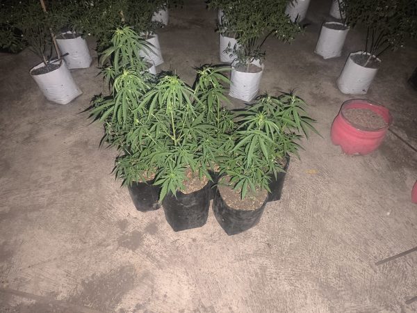 Satresnarkoba Polres Tasikmalaya Kota Ungkap Kasus Penanaman 7 Pot Ganja, Amankan 2 Pelaku Di Rajapolah